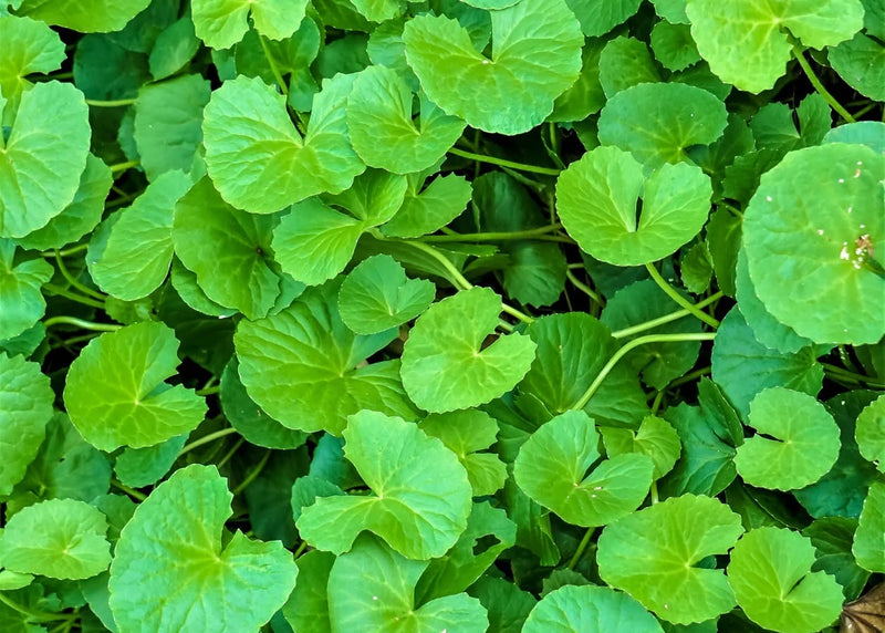 CENTELLA ASIÁTICA